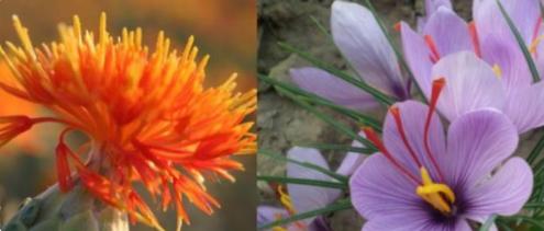 黄金藏红花的神秘面纱,有黄金花之称的特级藏红花