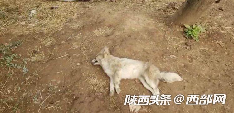 陕西岐山14头奶牛案子破了没,宝鸡岐山奶牛中毒事件有结果了吗