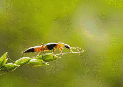 小伙随手捏死一只虫，一觉醒来满脸脓包！夏天到了，一定要当心它