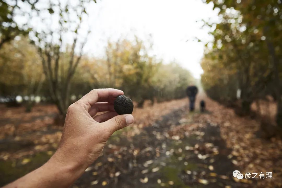 别看它长得像“粪球”，却是“黄金”配料，错过了要等一整年