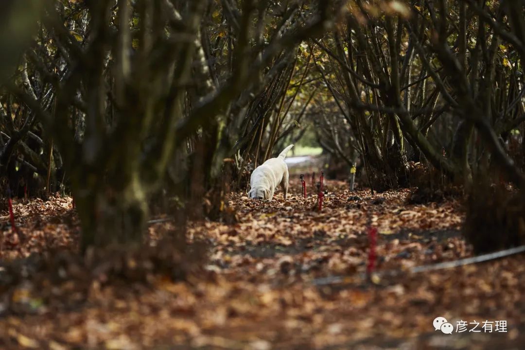 别看它长得像“粪球”，却是“黄金”配料，错过了要等一整年