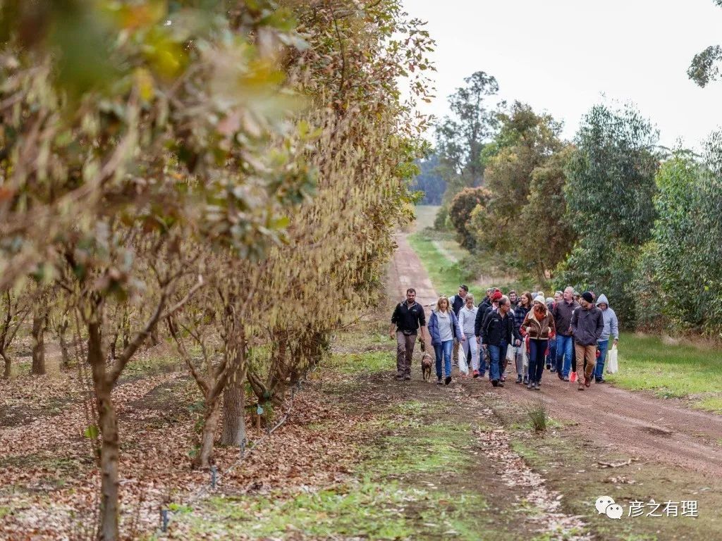 别看它长得像“粪球”，却是“黄金”配料，错过了要等一整年