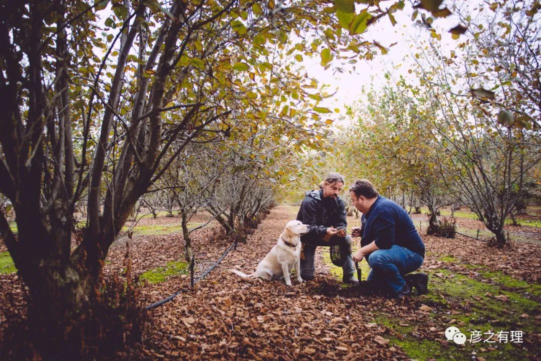 别看它长得像“粪球”，却是“黄金”配料，错过了要等一整年