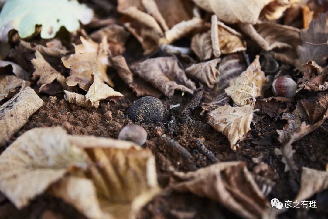 别看它长得像“粪球”，却是“黄金”配料，错过了要等一整年