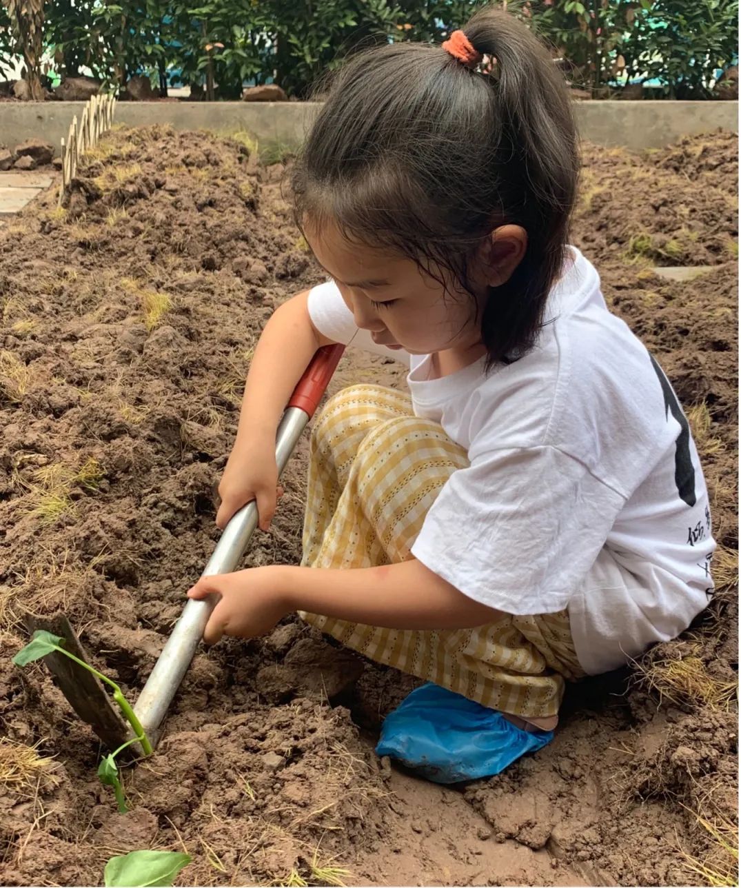上海西外幼儿园,上海西外幼儿园怎么样