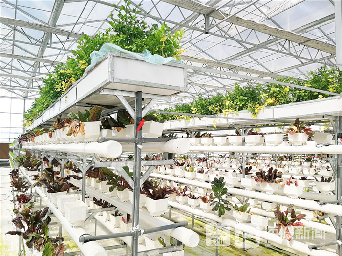 东营市利津县：“盐窝”变“金窝”，传统农业镇的“变形记”