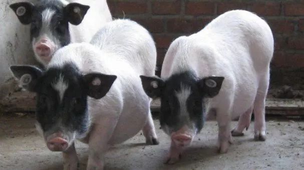 当今农村养殖什么最赚钱最好养,农村养殖业什么项目比较稳回本快