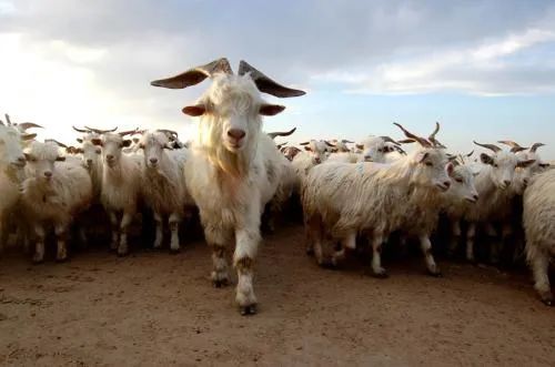 畜禽污粪处理方法有哪些,青铜峡市畜禽粪污资源化处理项目