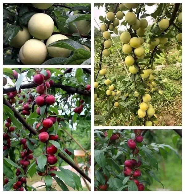 大邑周边带孩子玩的宝藏地,大邑宝藏登山地