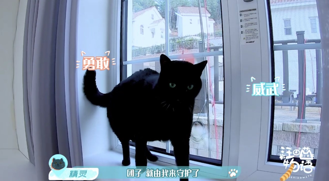 朱正廷送张雨剑礼物,朱正廷张雨剑汪喵物语