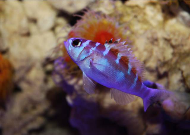 看这里，老司机花式玩转海水鱼