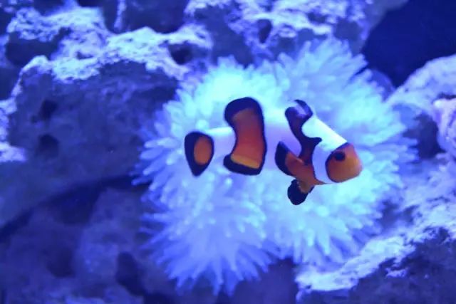 看这里，老司机花式玩转海水鱼