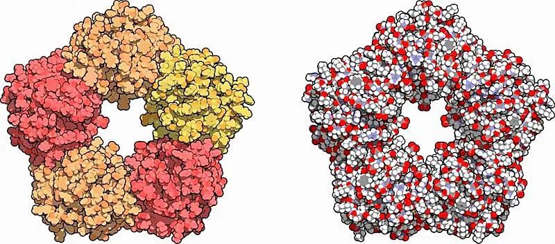《科学》聚焦真菌AB面，全新认知和待解问题都有啥？