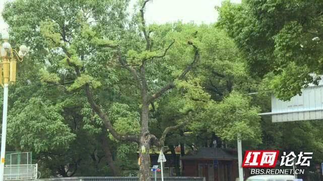 株洲荷塘区新华路实拍,株洲新华路风景图片