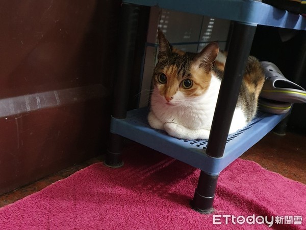 不爱撒娇就不服软,三花撒娇卖萌