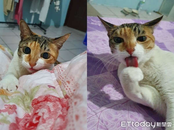 不爱撒娇就不服软,三花撒娇卖萌