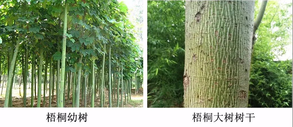 引凤梧桐是什么品种,引凤凰的梧桐树图片