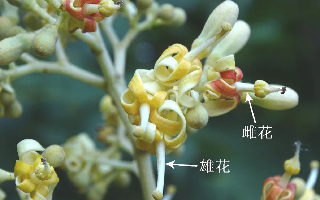 引凤梧桐是什么品种,引凤凰的梧桐树图片