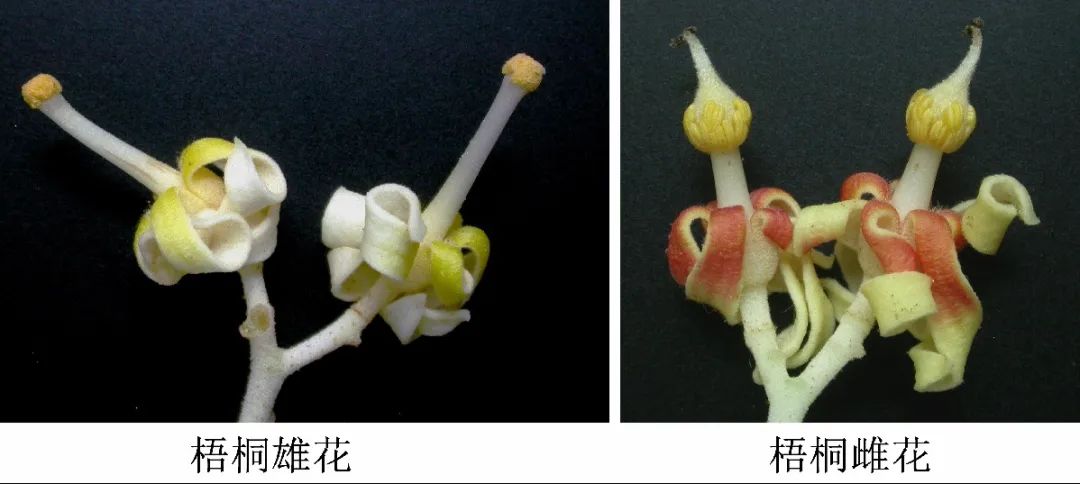 引凤梧桐是什么品种,引凤凰的梧桐树图片