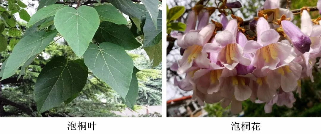 引凤梧桐是什么品种,引凤凰的梧桐树图片