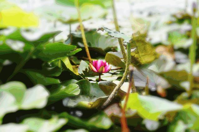陕西石川河风景,大美石川河
