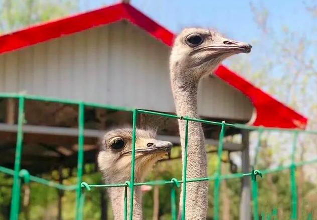 四步玩转亲子农场,周边好玩的亲子农场适合遛娃