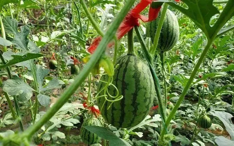 四步玩转亲子农场,周边好玩的亲子农场适合遛娃