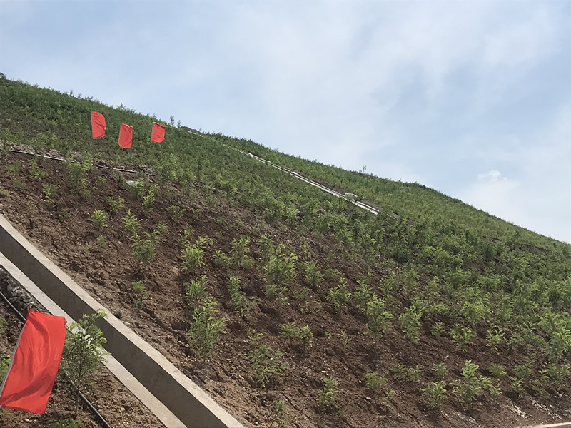 绿满坡喜看矿山展新颜