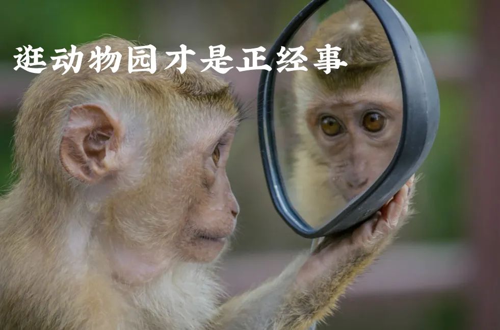 去动物园里散步才是正经事,逛动物园是件正经事表达什么