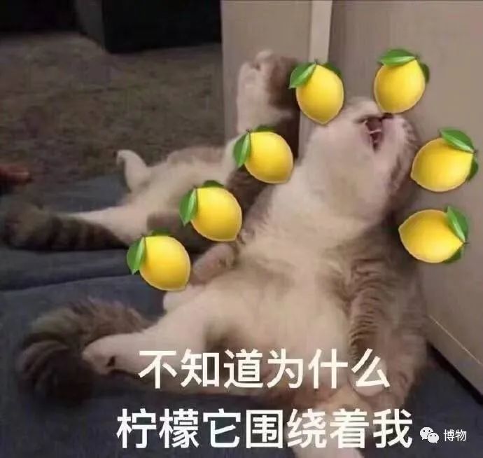 砗磲能用红绳穿吗,砗磲能用白色素绳穿吗