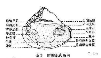 砗磲能用红绳穿吗,砗磲能用白色素绳穿吗