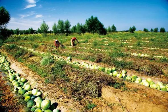 西瓜水果的形态,四倍体西瓜长什么样