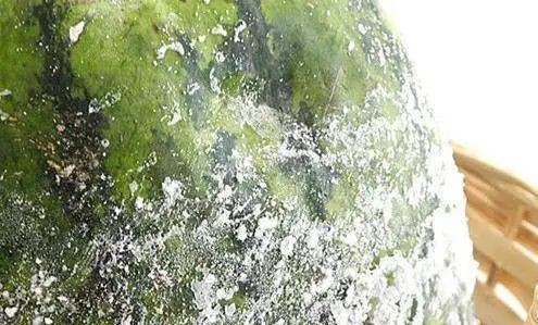 西瓜水果的形态,四倍体西瓜长什么样