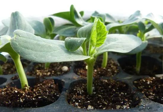 西瓜水果的形态,四倍体西瓜长什么样