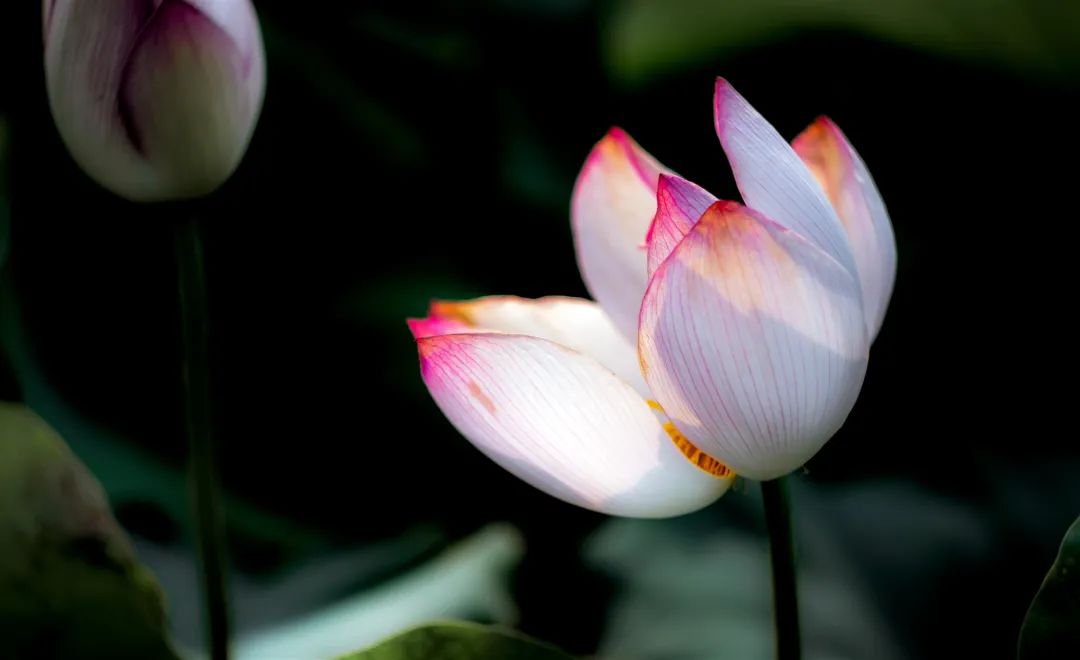 微山湖可以观赏的荷花,七月微山湖荷花盛放简直美到爆