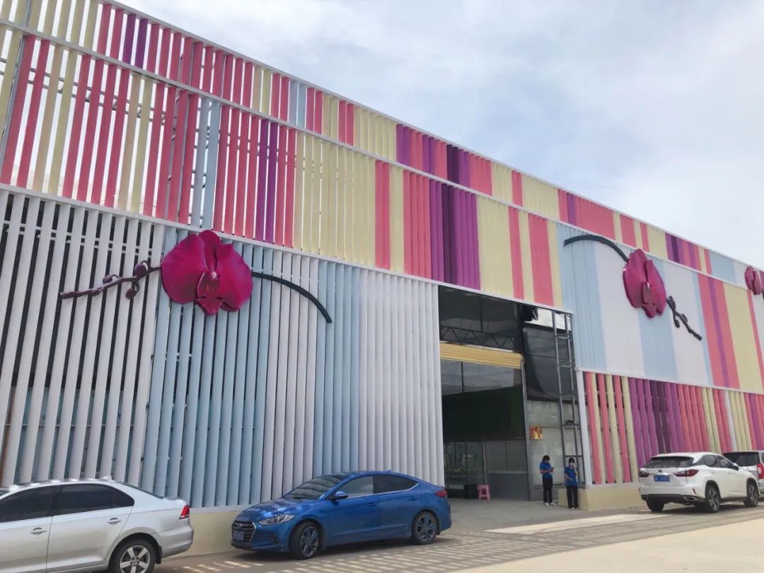 广东翁源兰花年产值超30亿,蝴蝶兰广东年产量