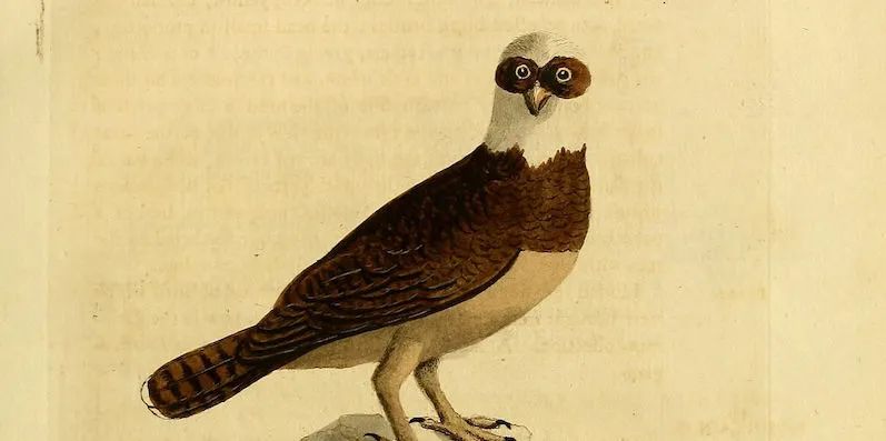 为了阻止一些中国大爷拍鸟，我们要给他们安利这个