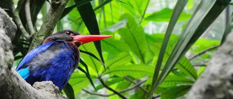 为了阻止一些中国大爷拍鸟，我们要给他们安利这个