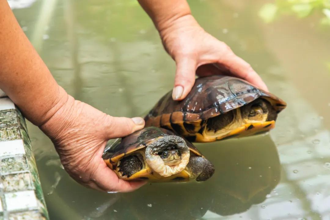 纯手工熬制甜品,匠心手作甜品