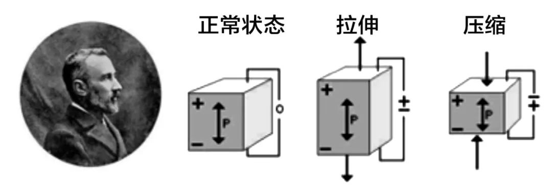小料观察神秘生物,小料科普大师