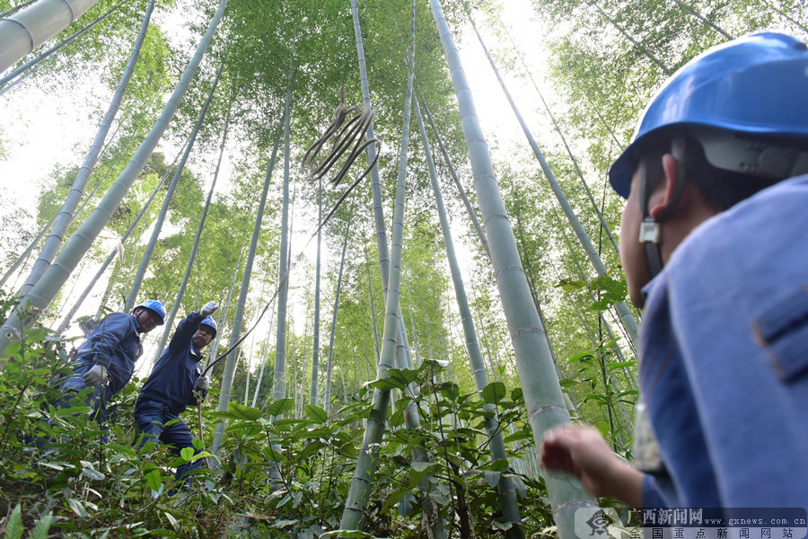 兴安金石三兄弟：只为守护大山点点灯火