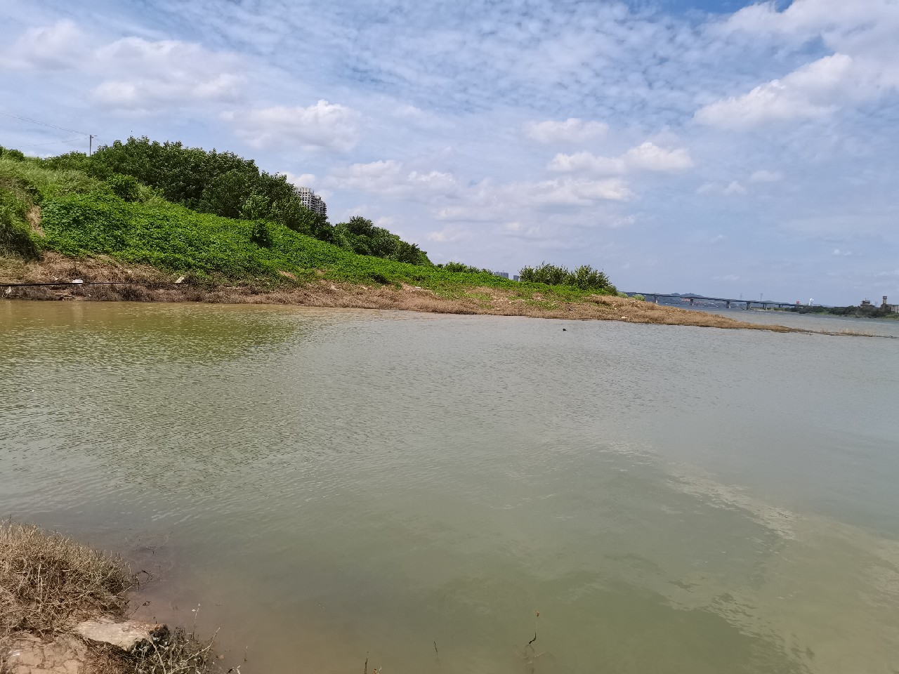 野钓白条全过程,拉白条用什么钓鱼