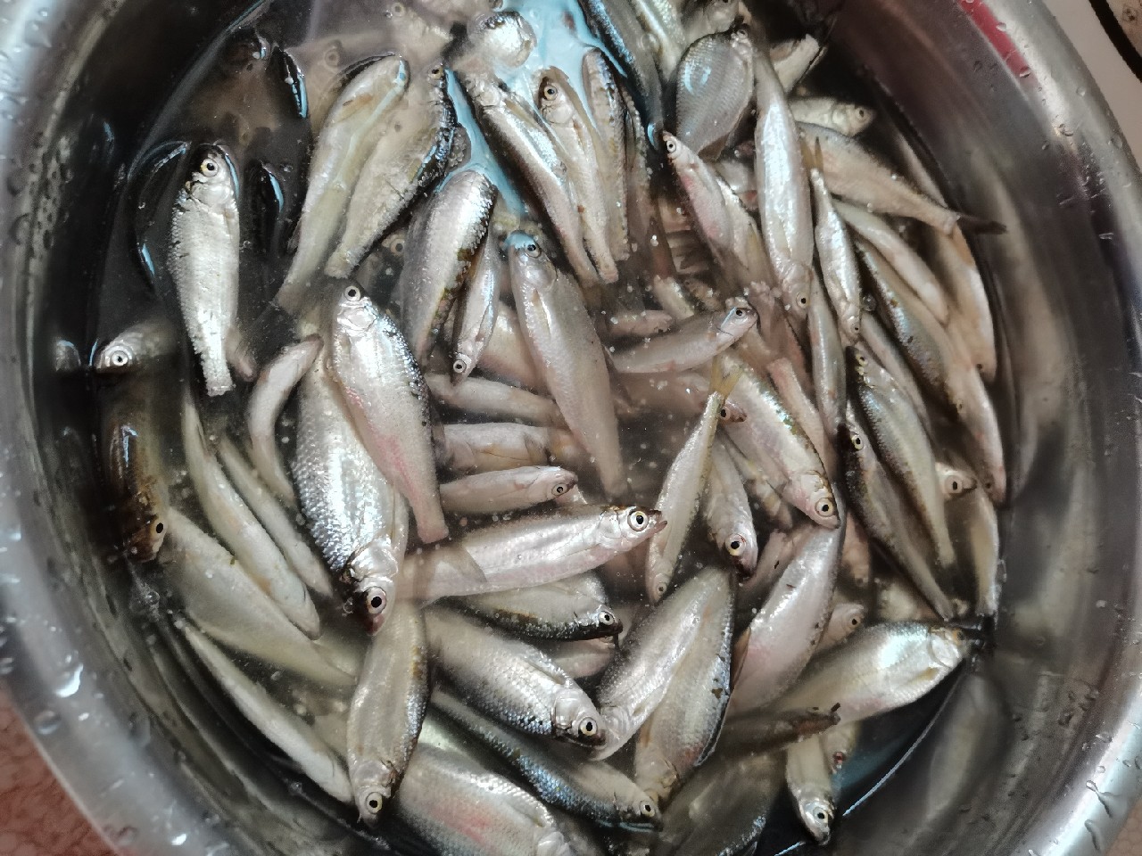 野钓白条全过程,拉白条用什么钓鱼