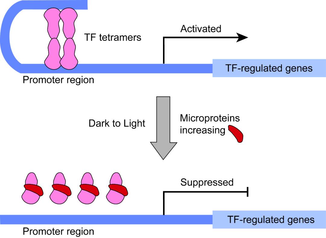 北京大学学位评定委员会内容,北京大学学位评估