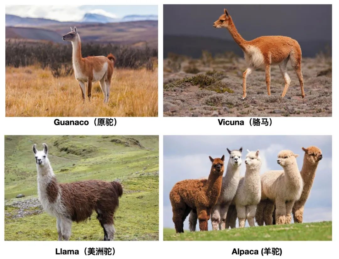 介绍羊驼为什么是神兽,羊驼为什么被誉为神兽