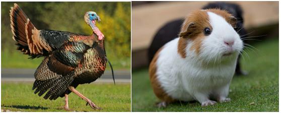 介绍羊驼为什么是神兽,羊驼为什么被誉为神兽