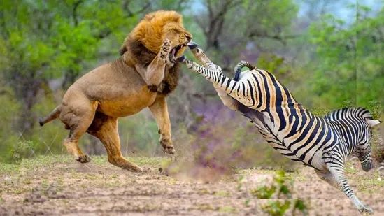 介绍羊驼为什么是神兽,羊驼为什么被誉为神兽