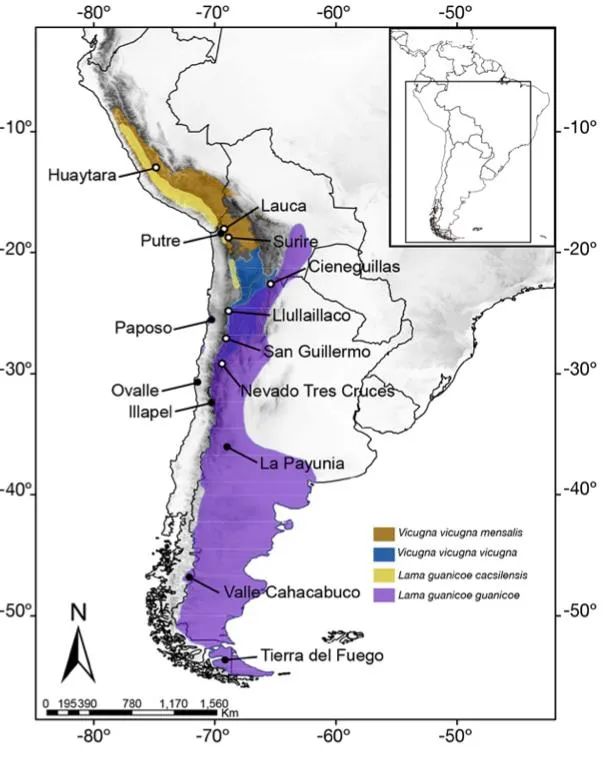 介绍羊驼为什么是神兽,羊驼为什么被誉为神兽