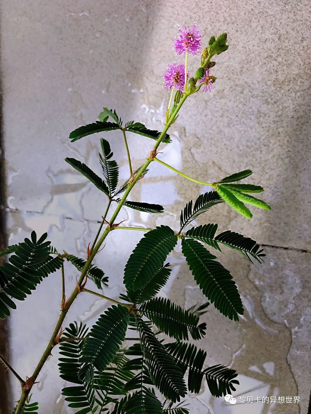 贝壳休闲高跟鞋,贝壳高跟鞋