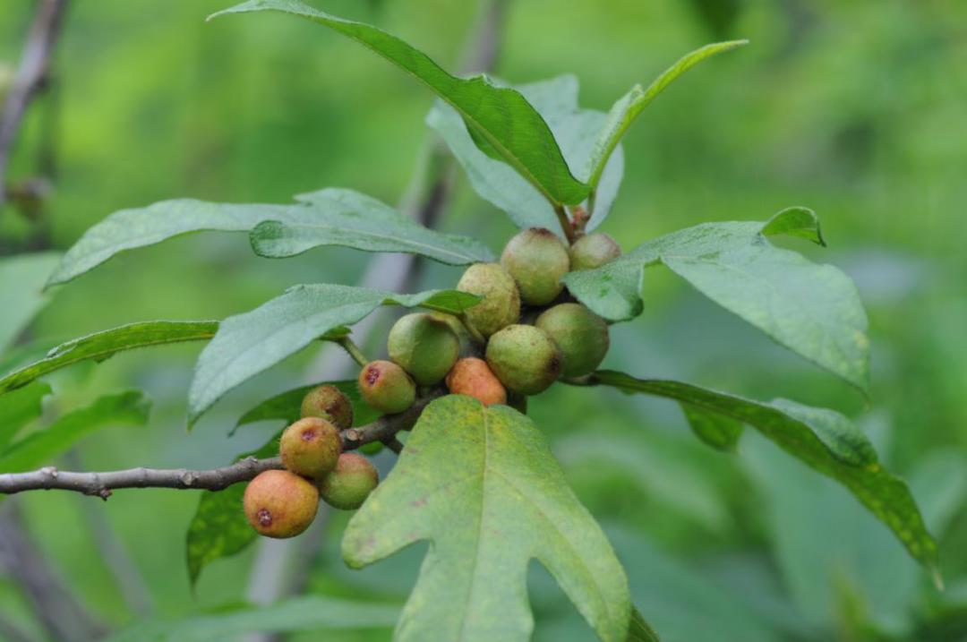 国医大师邓老妙用补气药五爪龙